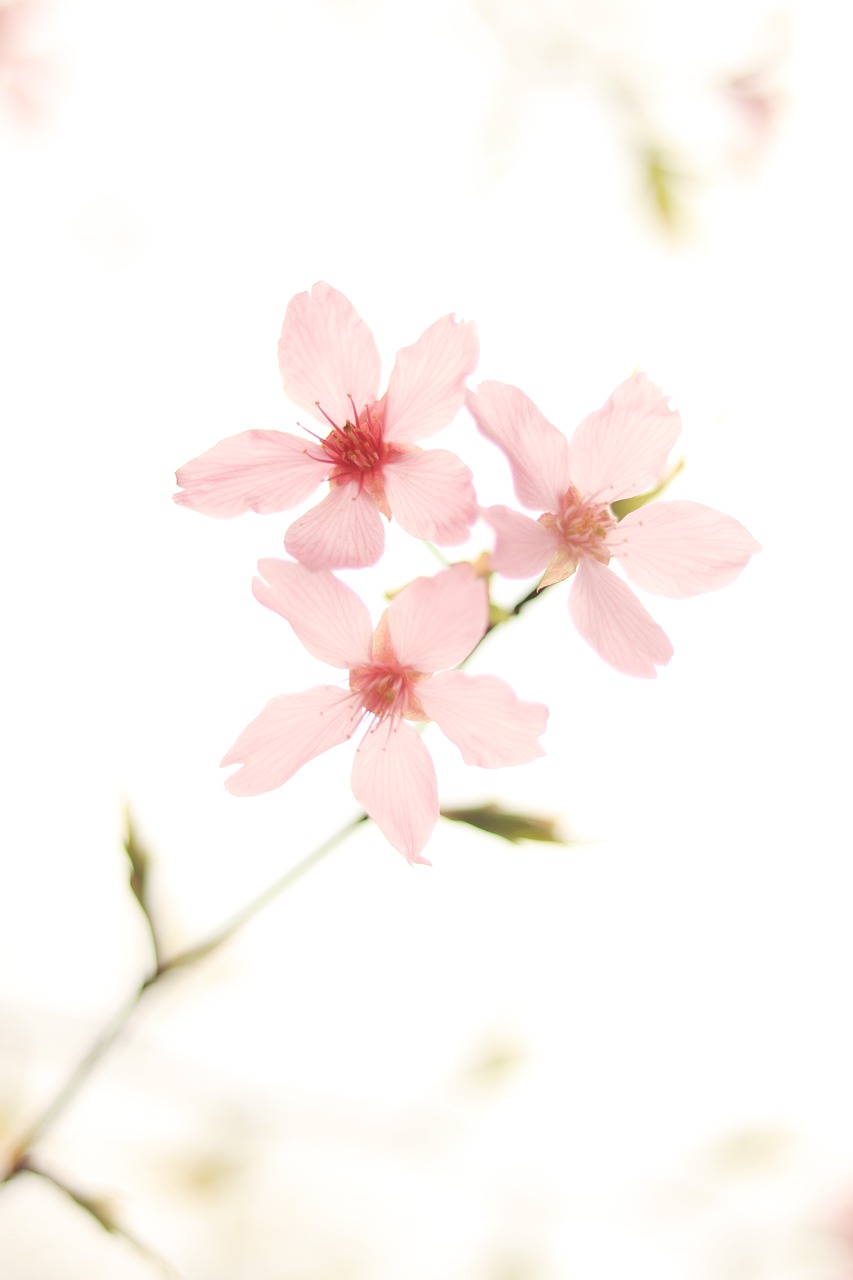 cherry blossom, flowers, flower wallpaper-7531346.jpg