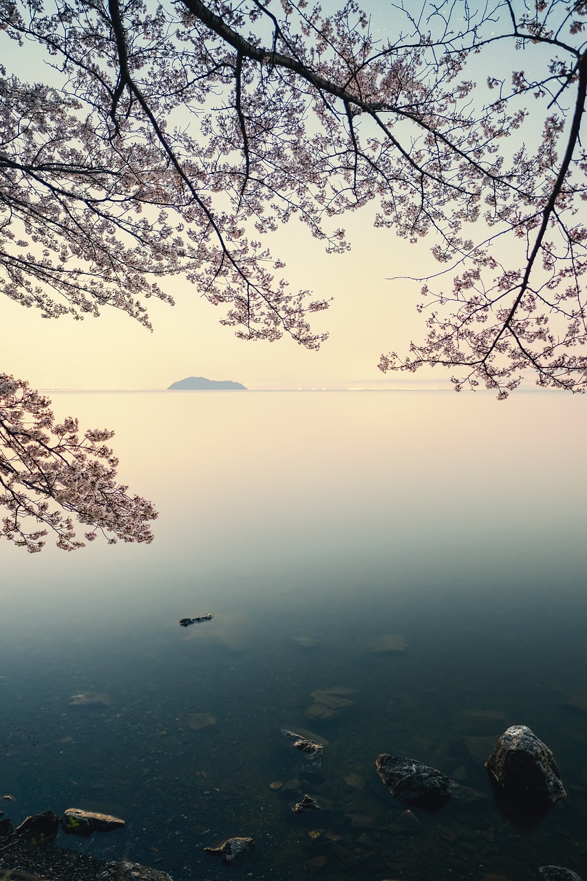 lake biwa, cherry blossoms, dawn-7899206.jpg